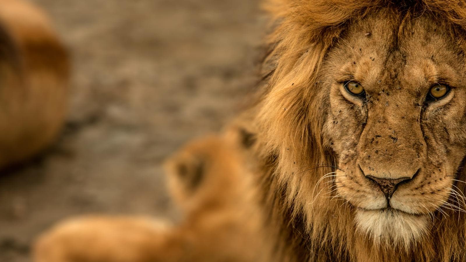 Banner image of Ultimate East Africa