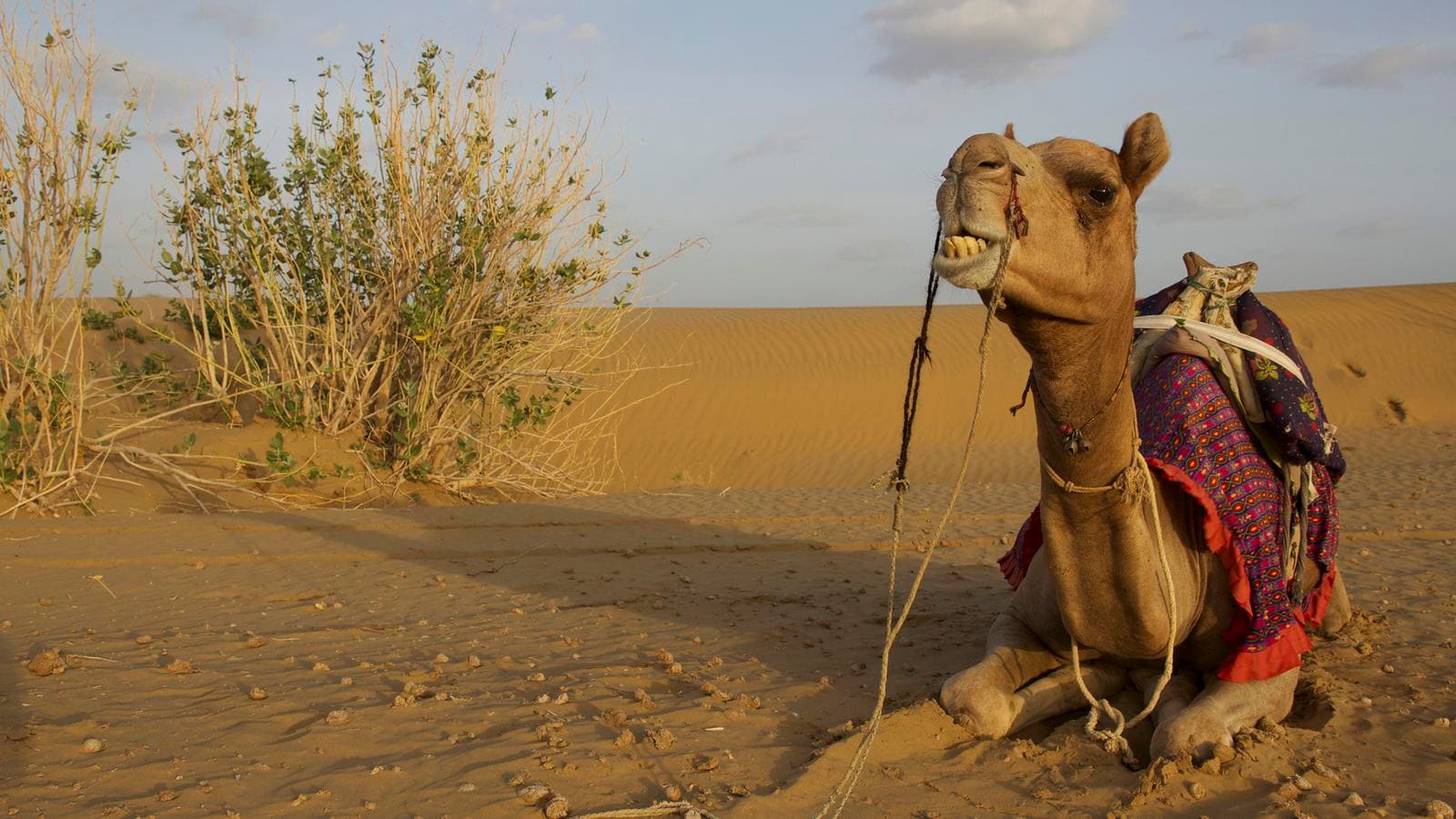 Banner image of Pushkar Camel Fair & Rajasthan Adventure