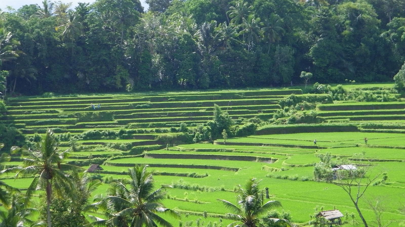 Banner image of Indonesia: Jakarta, Bali & Lombok