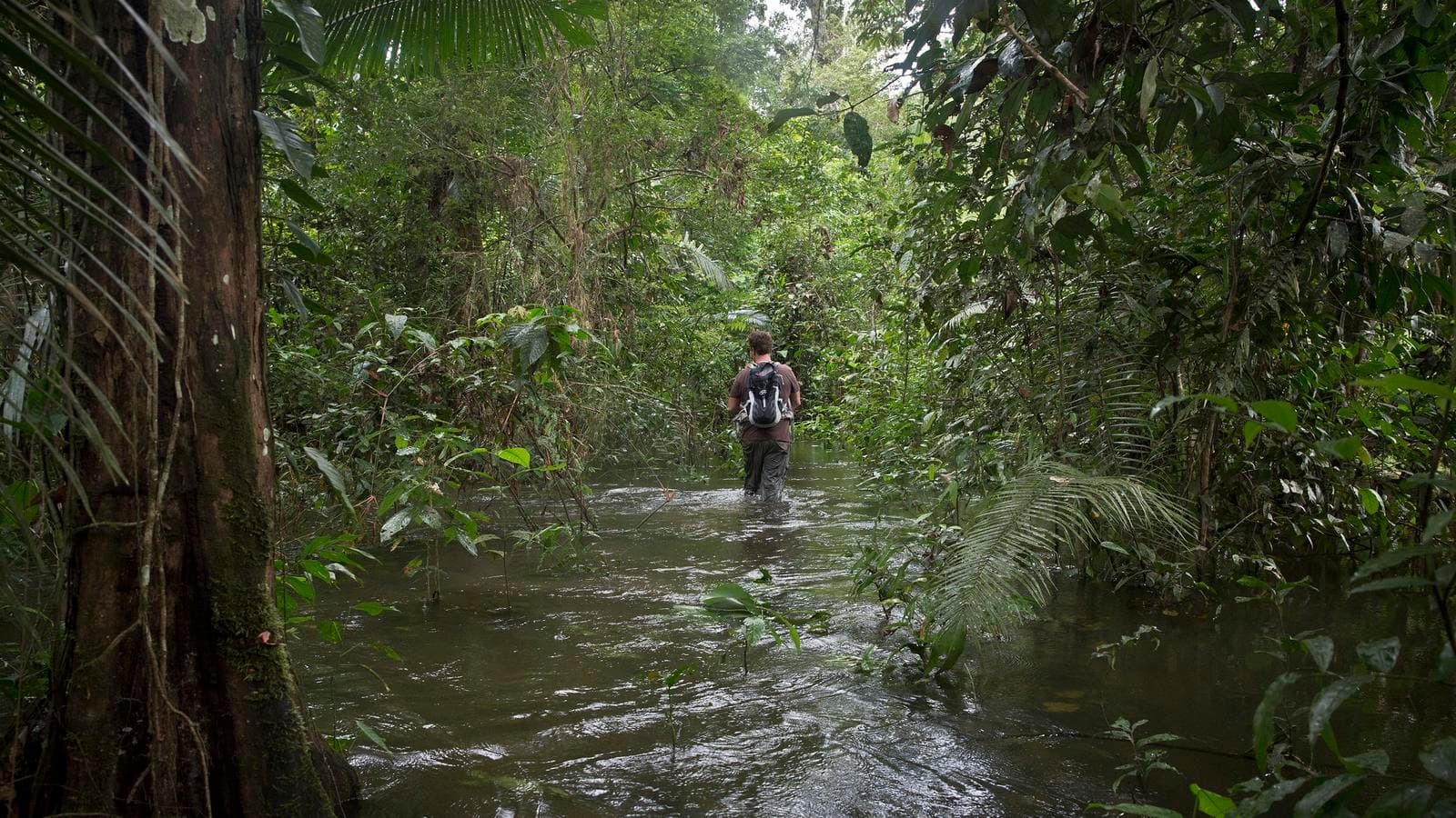 Banner image of Inland & Amazon
