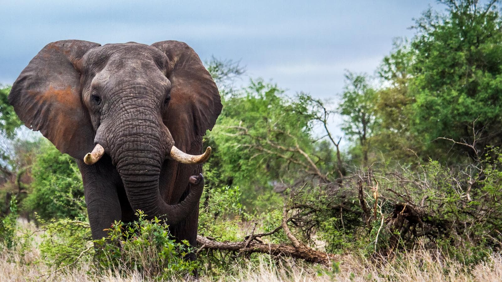 Banner image of Journeys: Discover Kruger & Namibia