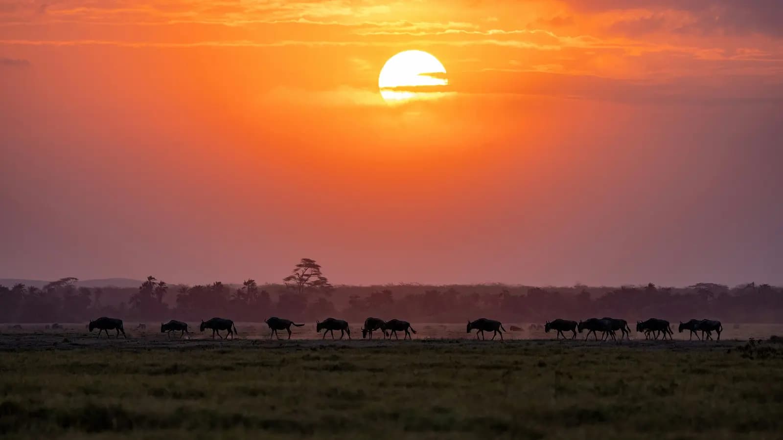 Banner image of Signature: Tanzania, Kenya & Rwanda — Savannah to the Rainforest