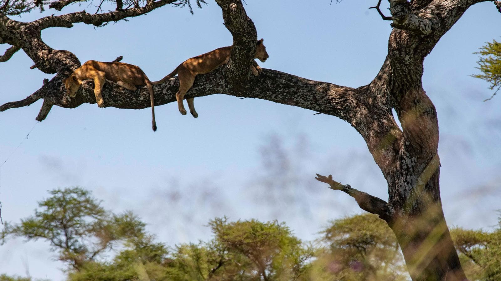 Banner image of Nairobi to Cape Town Overland Safari & Participation Camping