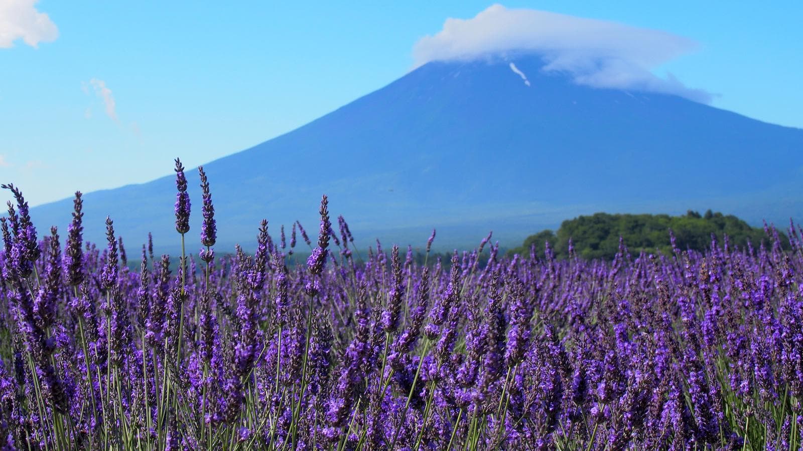 Banner image of Discover Japan & Hike Mt Fuji