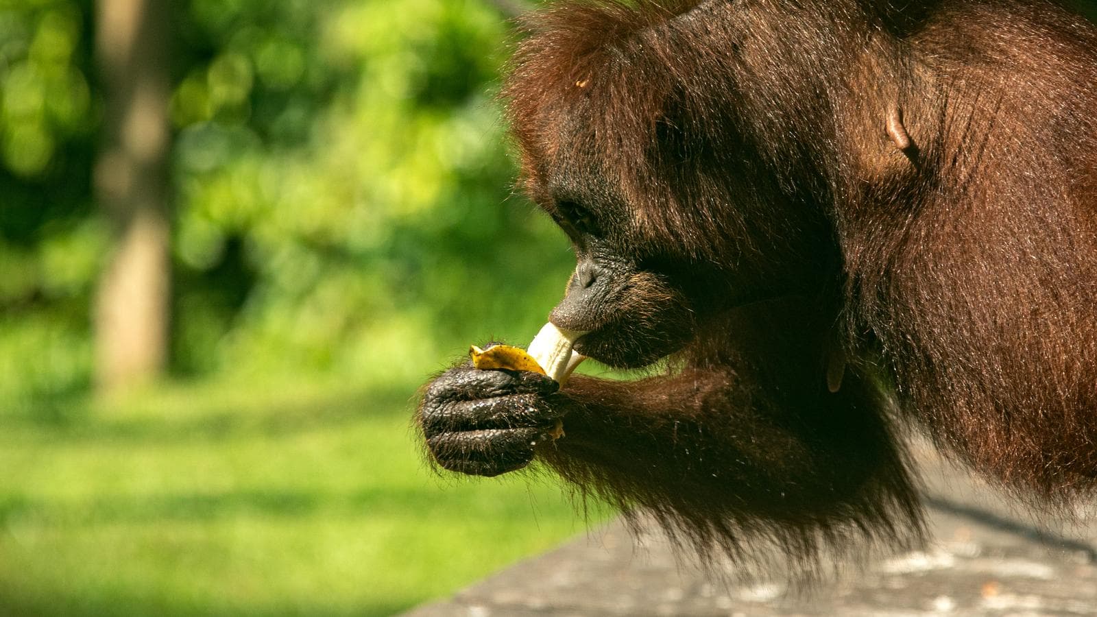 Banner image of Experience Borneo