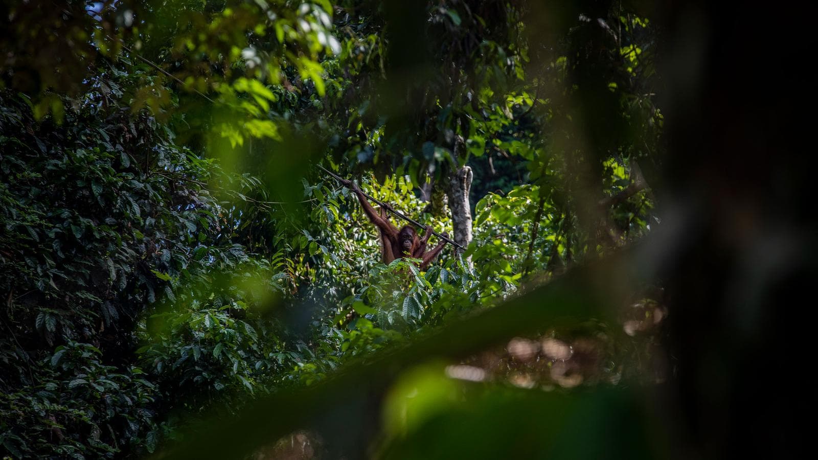 Banner image of Upgraded Borneo Adventure