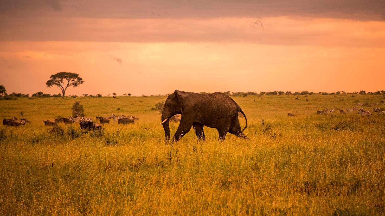 Banner image of Serengeti Safari & Zanzibar