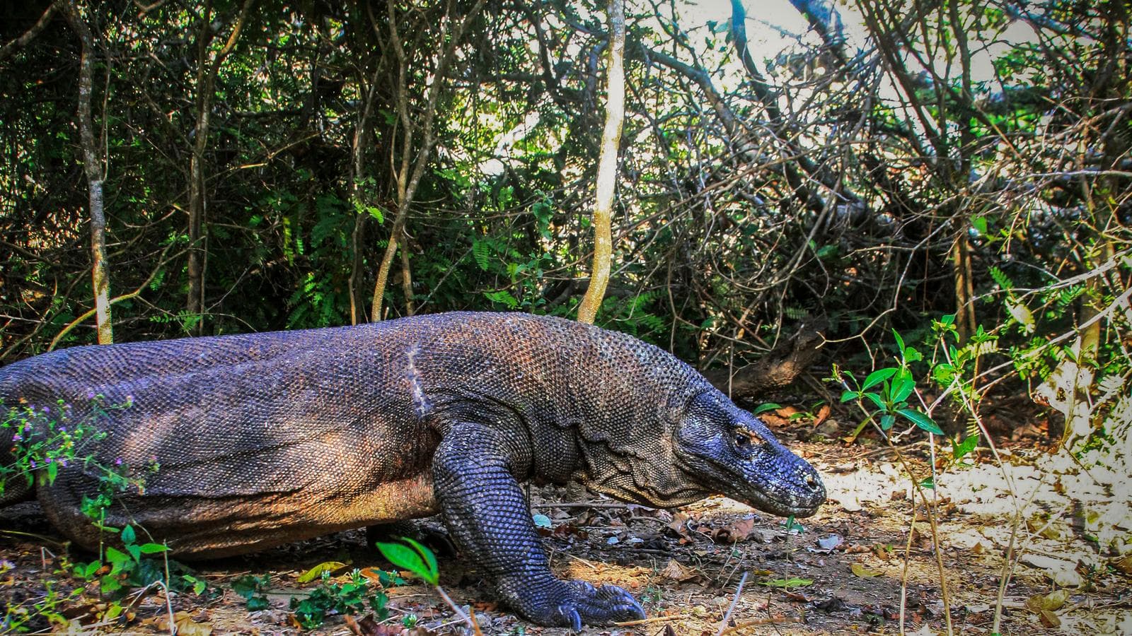 Banner image of Best of Flores & Komodo