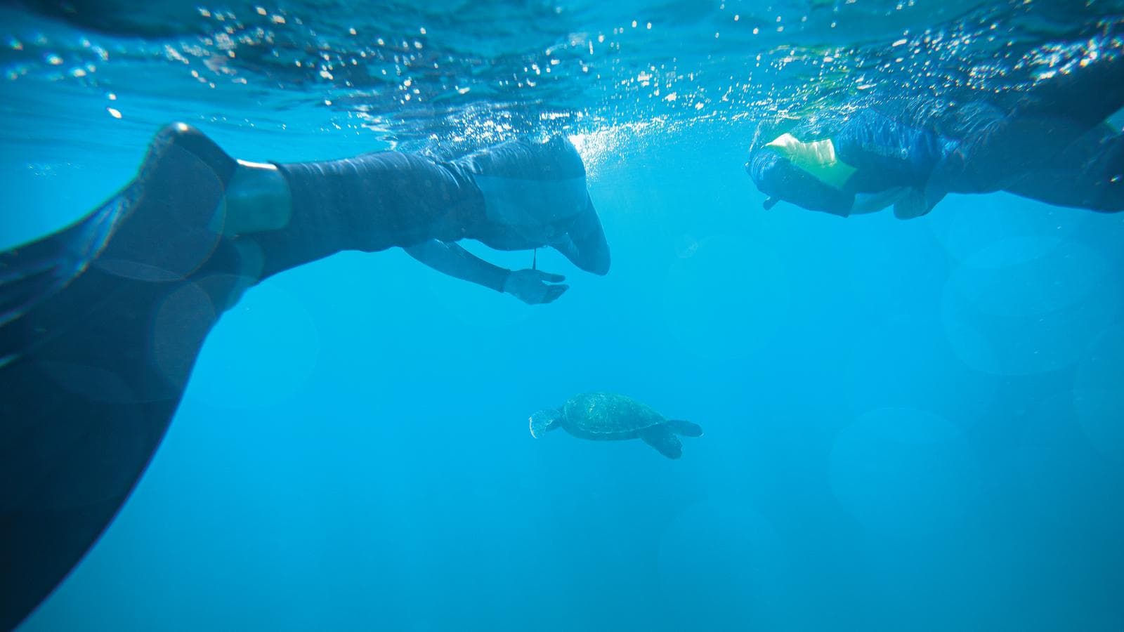 Banner image of Galápagos Central Islands & Inca Discovery