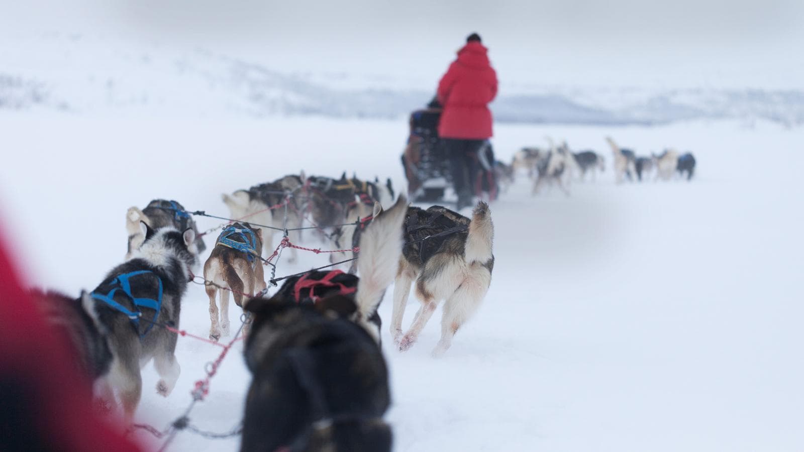 Banner image of Lapland Active Adventure
