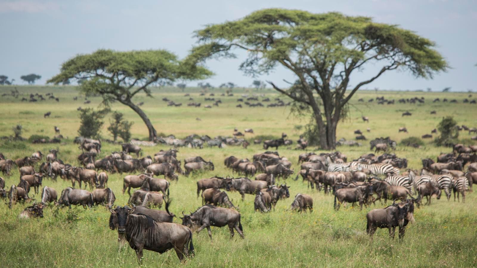 Banner image of Serengeti Migration Safari