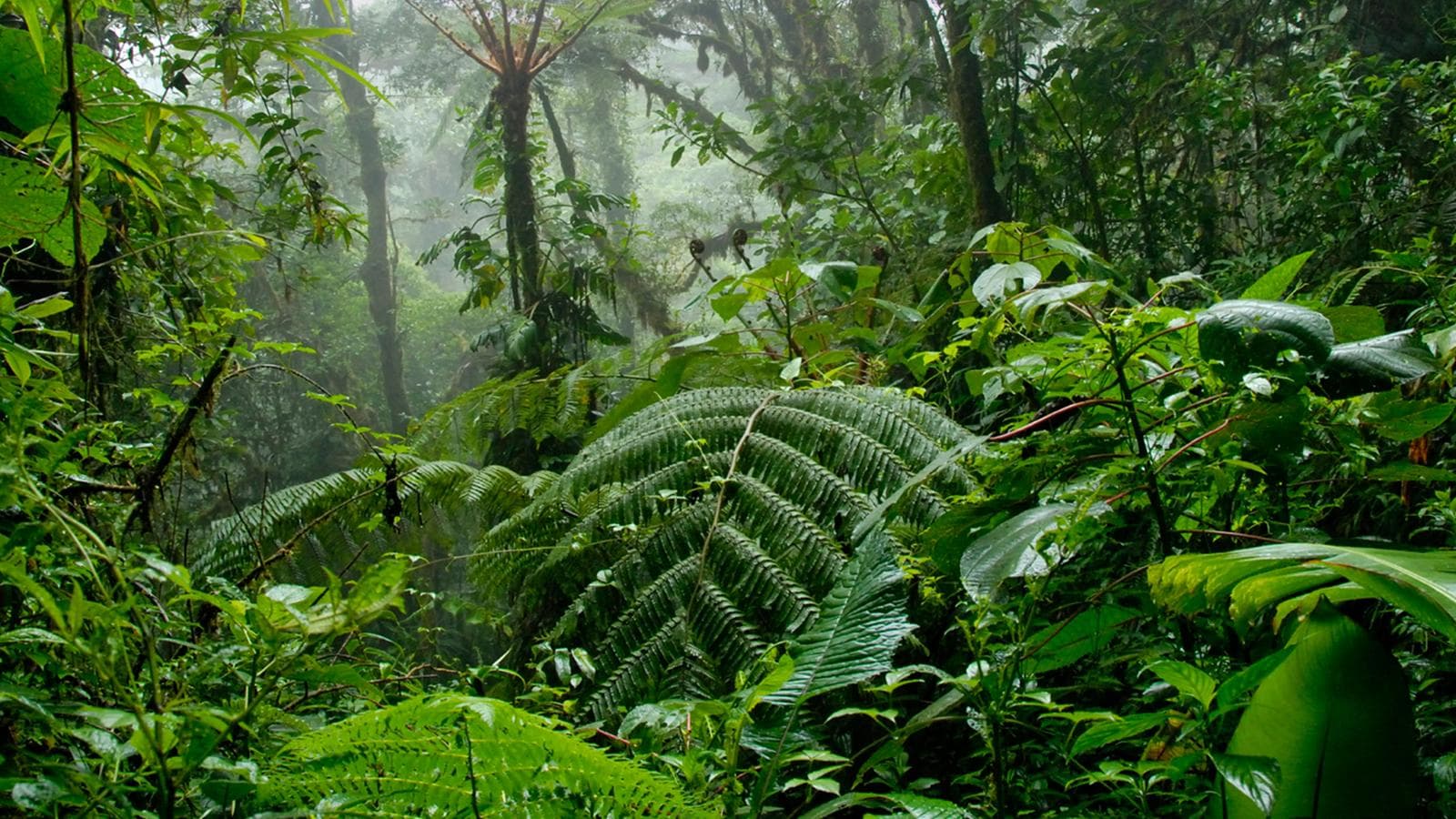 Banner image of Costa Rica Volcanoes & Cloud Forest Independent Adventure
