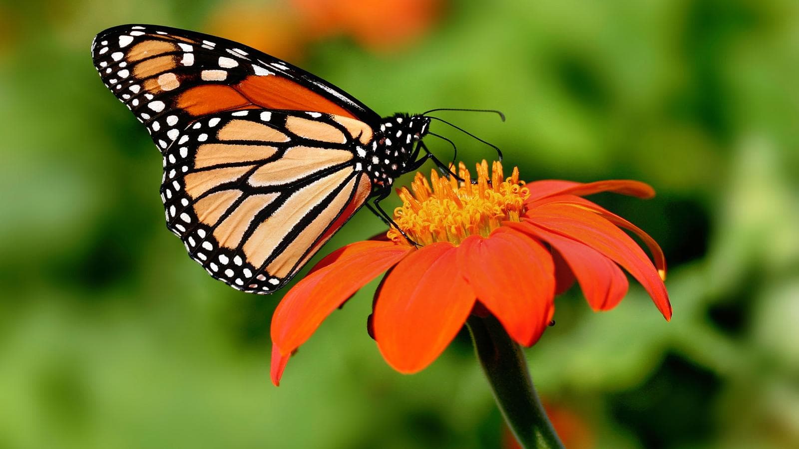 Banner image of Mexico Monarch Butterfly Trail
