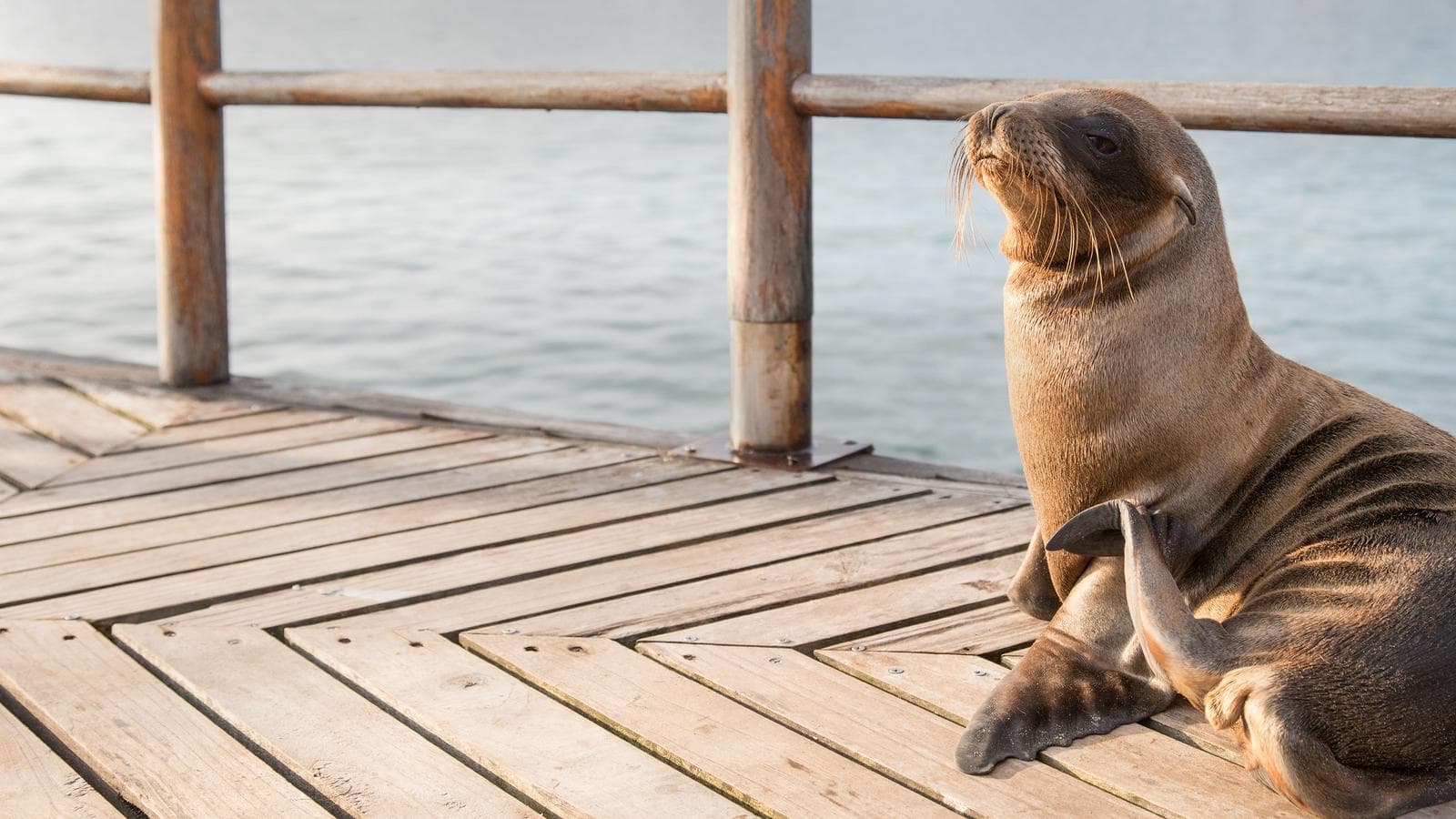Banner image of Galápagos on a Shoestring