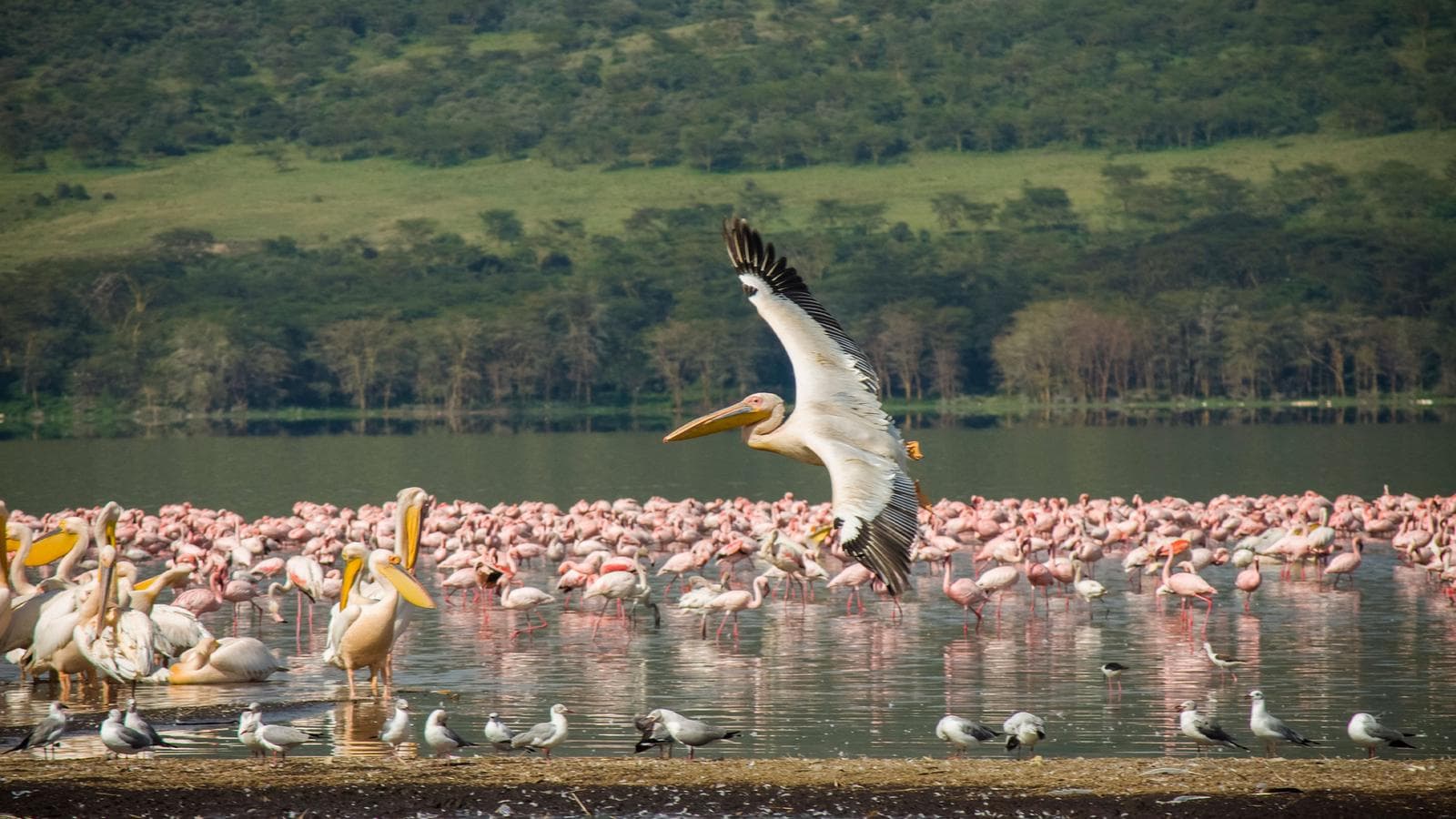 Banner image of Upgraded Kenya Safari