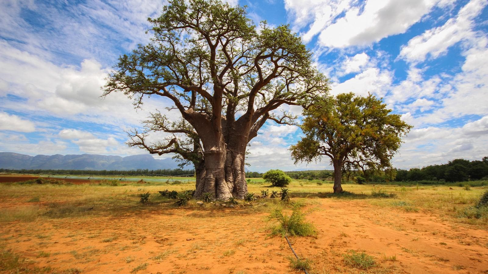 Banner image of Kruger Safari & The Garden Route