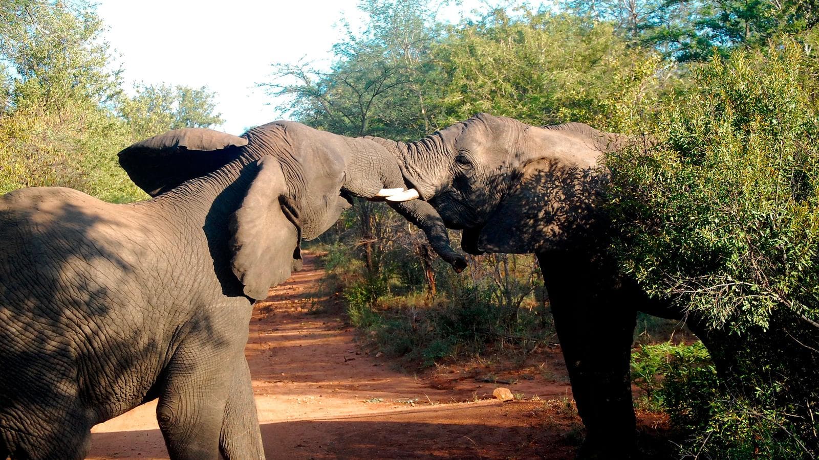 Banner image of Best of Africa's Wildlife: Cape Town, Kruger, Hwange, & Chobe