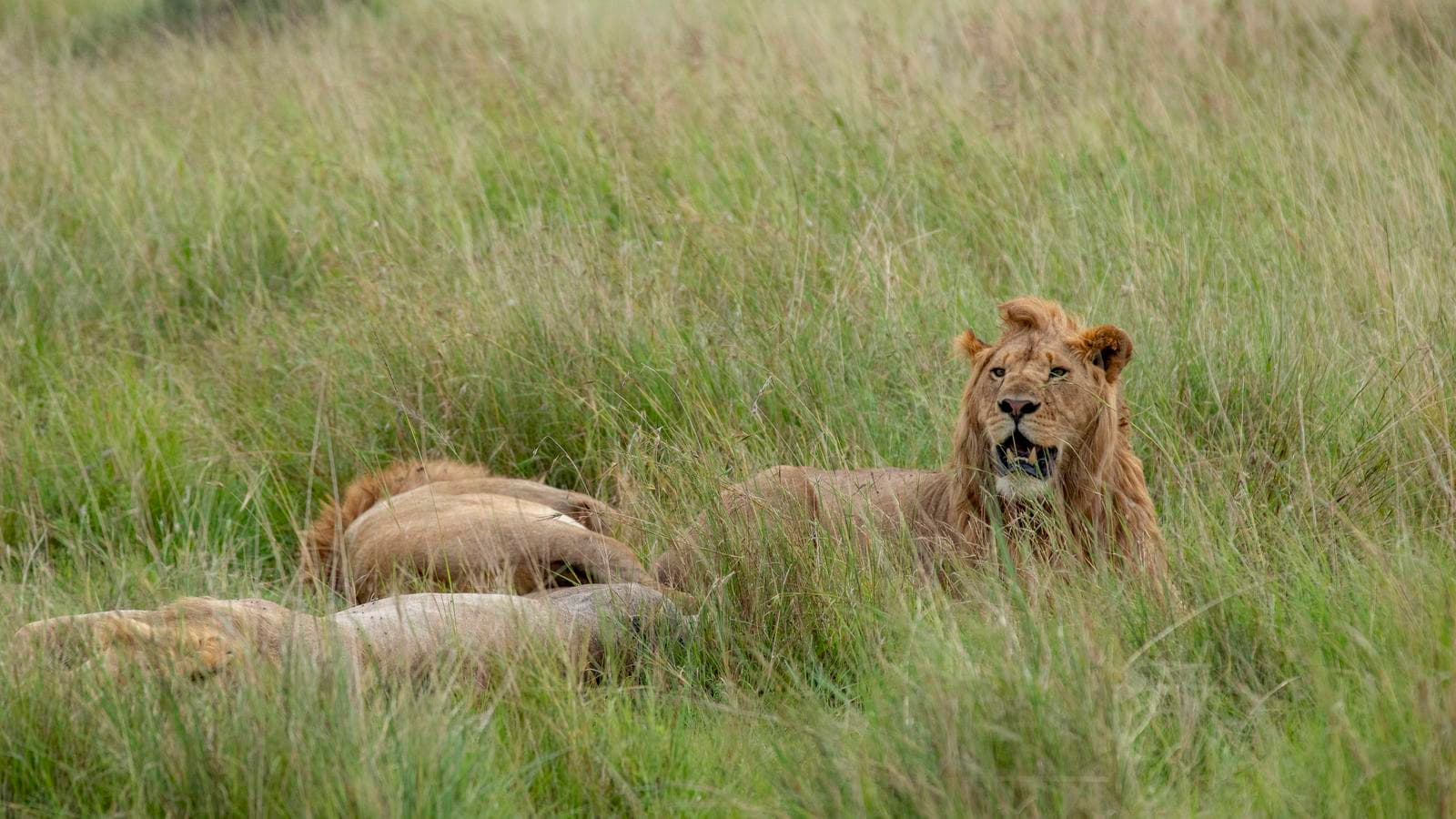 Banner image of Kenya & Tanzania Camping Safari