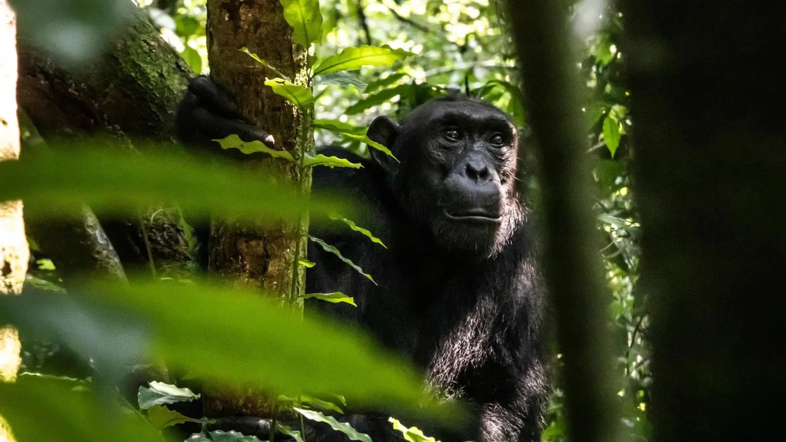 Banner image of Kenya to Rwanda: The Maasai Mara, Gorillas & Chimps