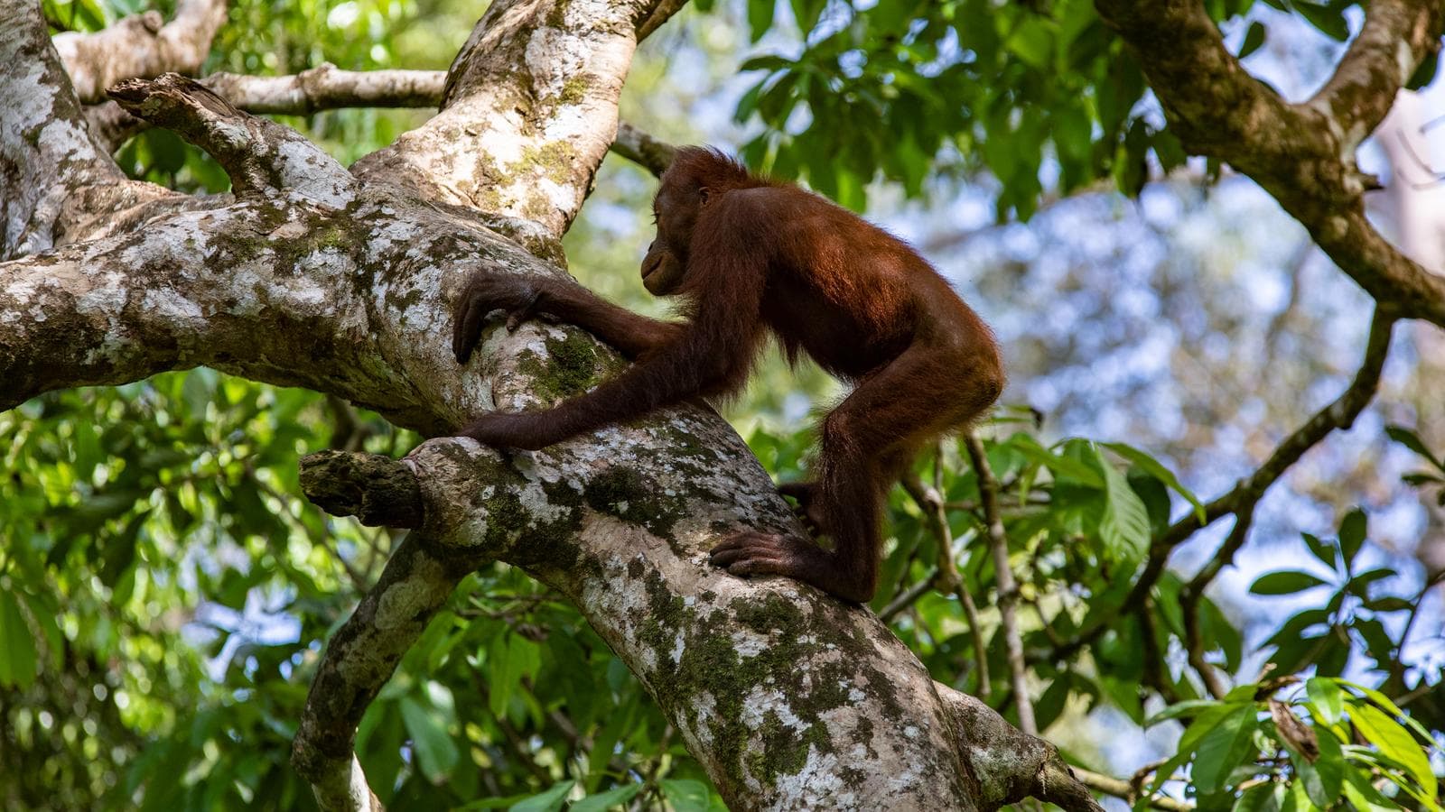 Banner image of Highlights of Borneo