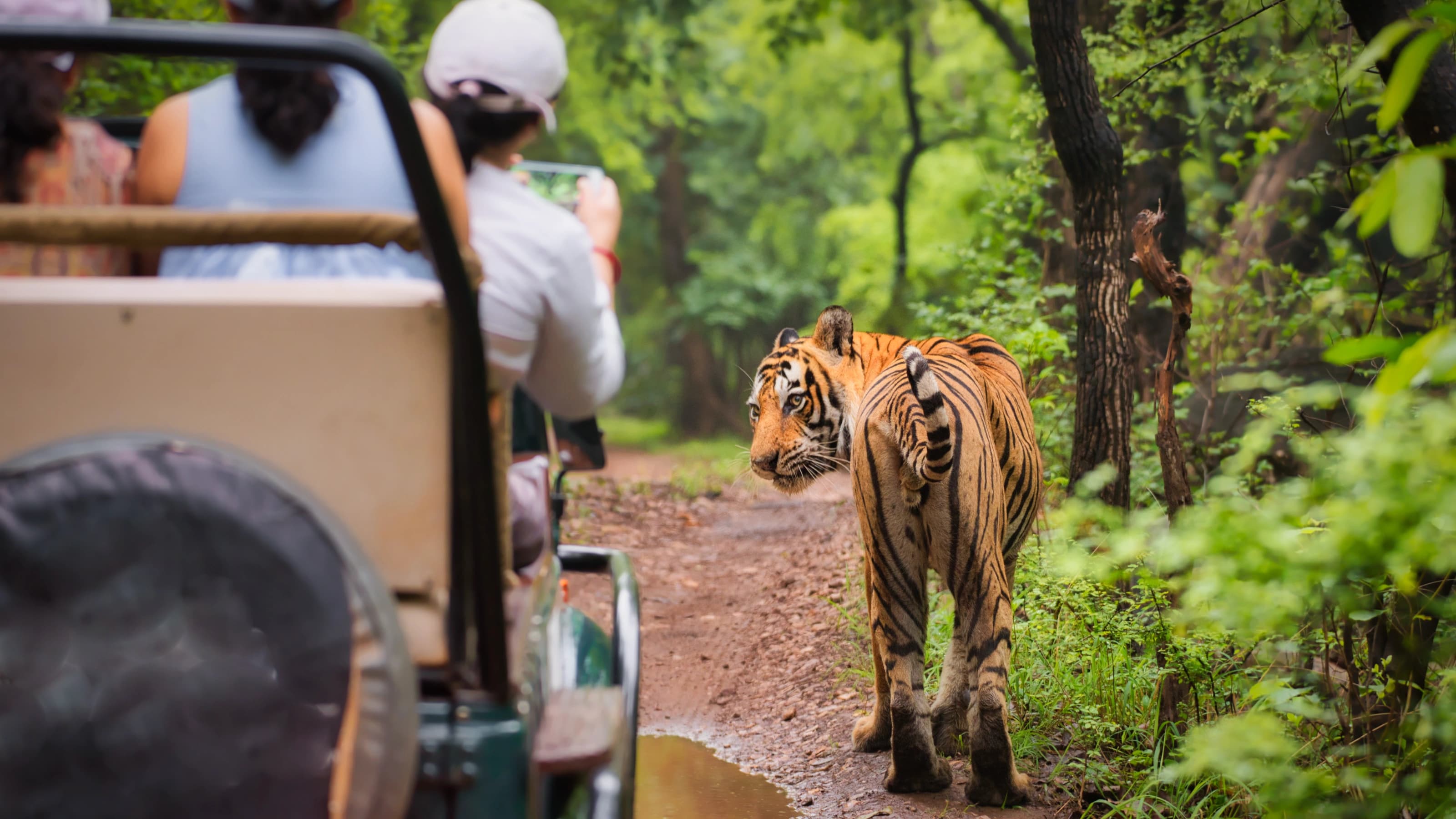 Where to see India’s most iconic animals