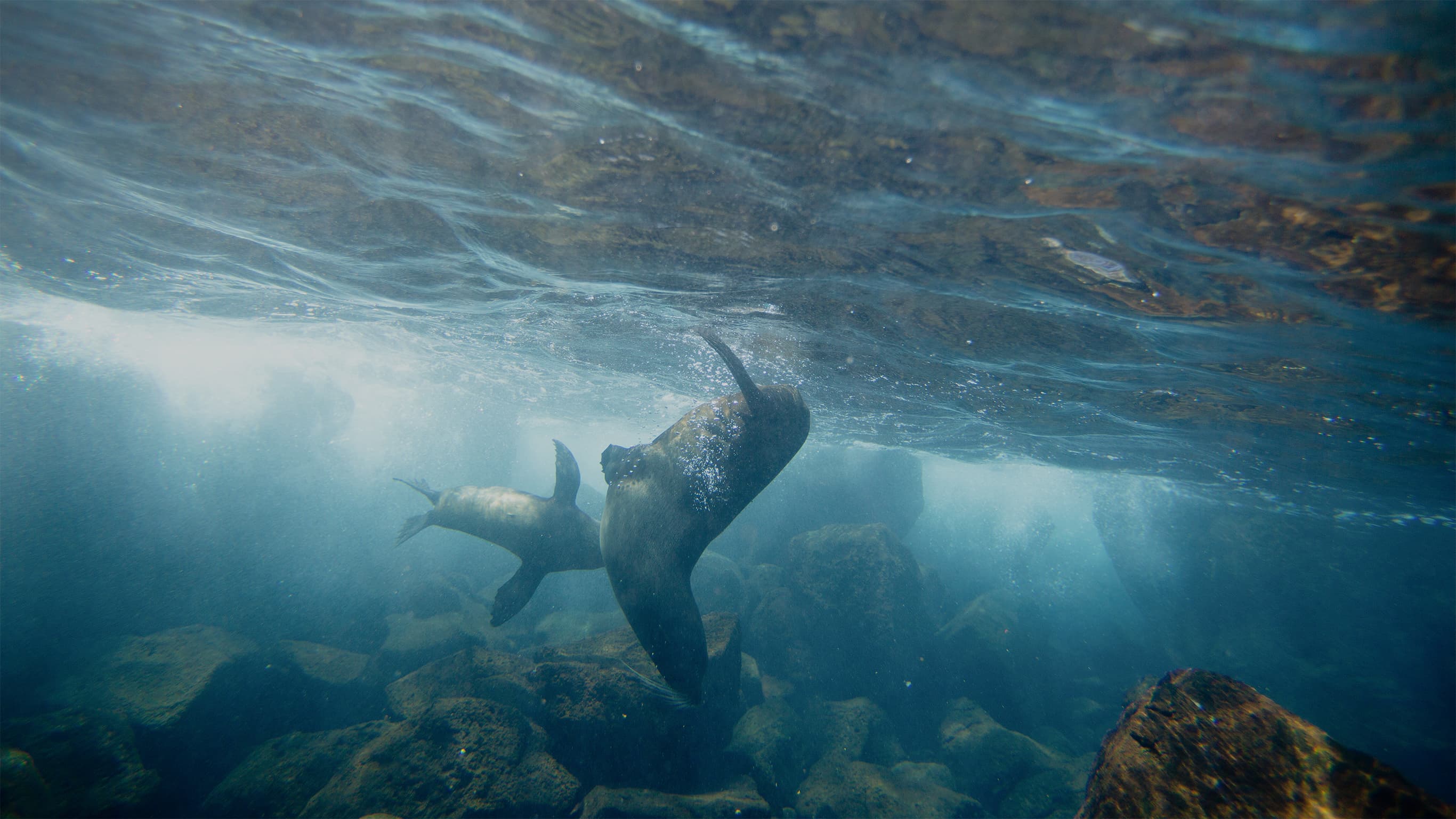 The best time to travel to the Galápagos