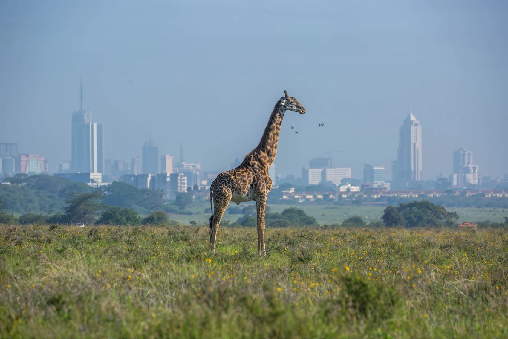 The Pride of Africa: 8 Kenyan cities to adore