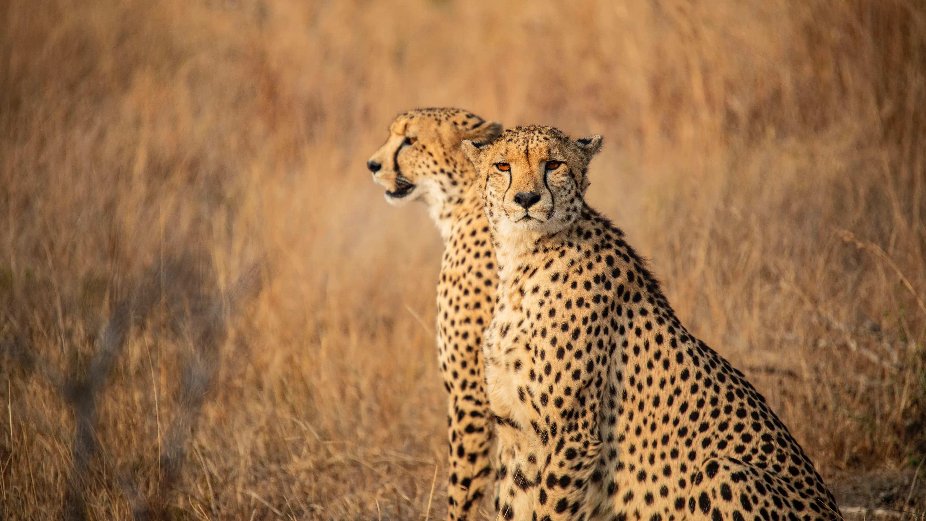 Cheet-ah codes to spot South African wildlife
