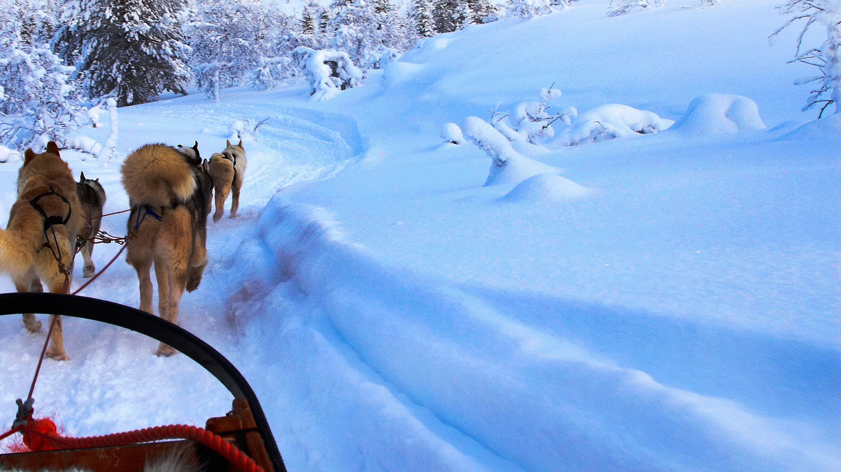 Winter in Lapland: Lights, Speed, Adventure