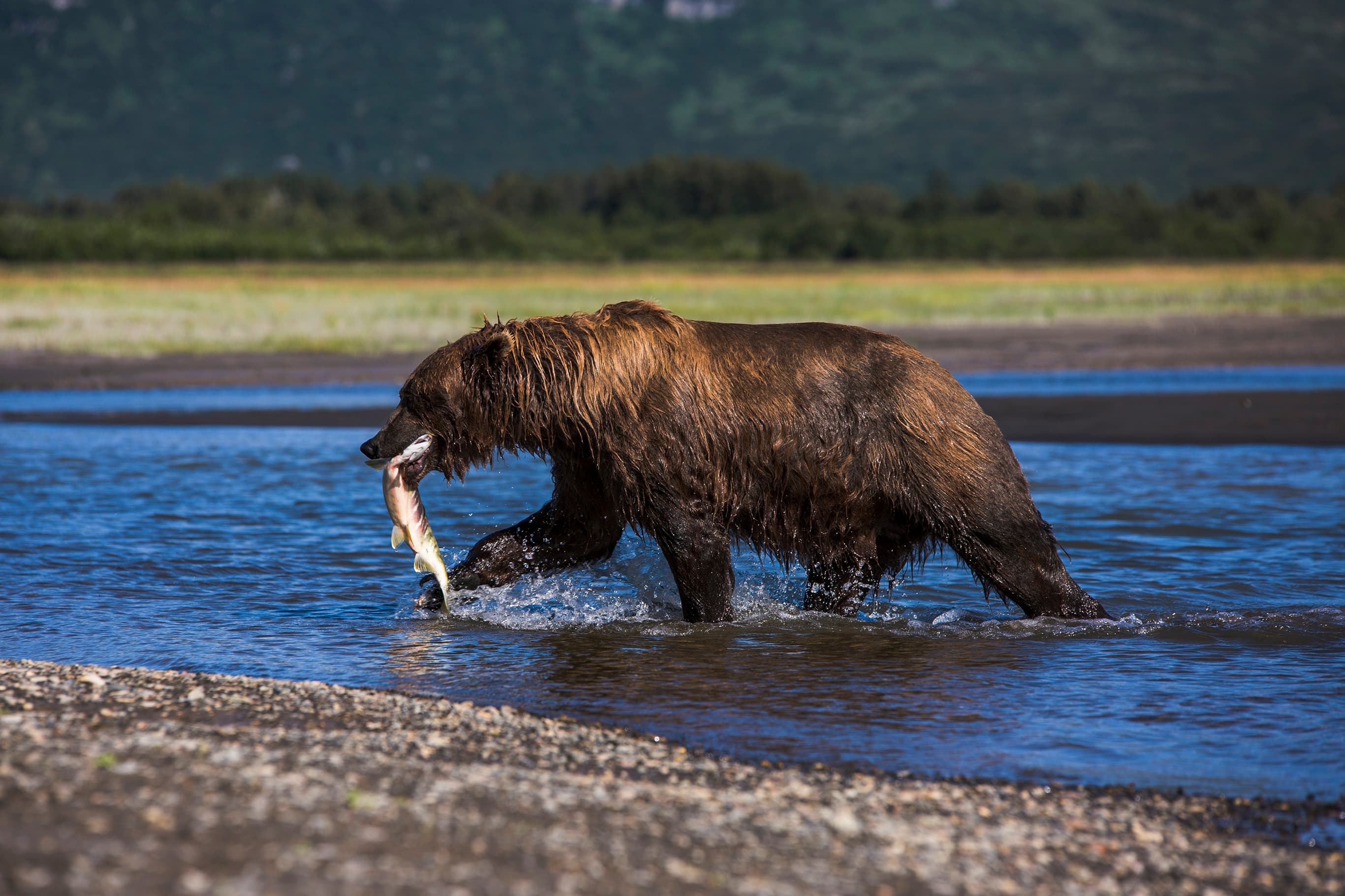 10 animals that are no longer on the endangered list