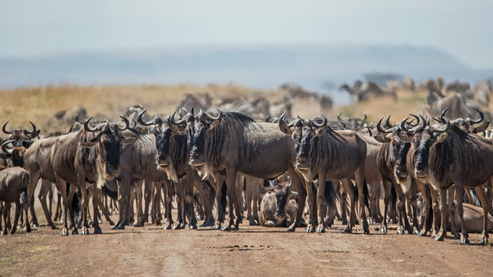 9 African safari destinations for wildlife and thrills