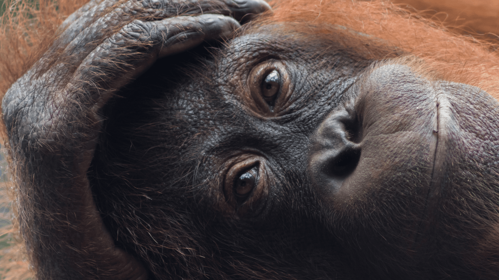 Borneo beyond orangutans