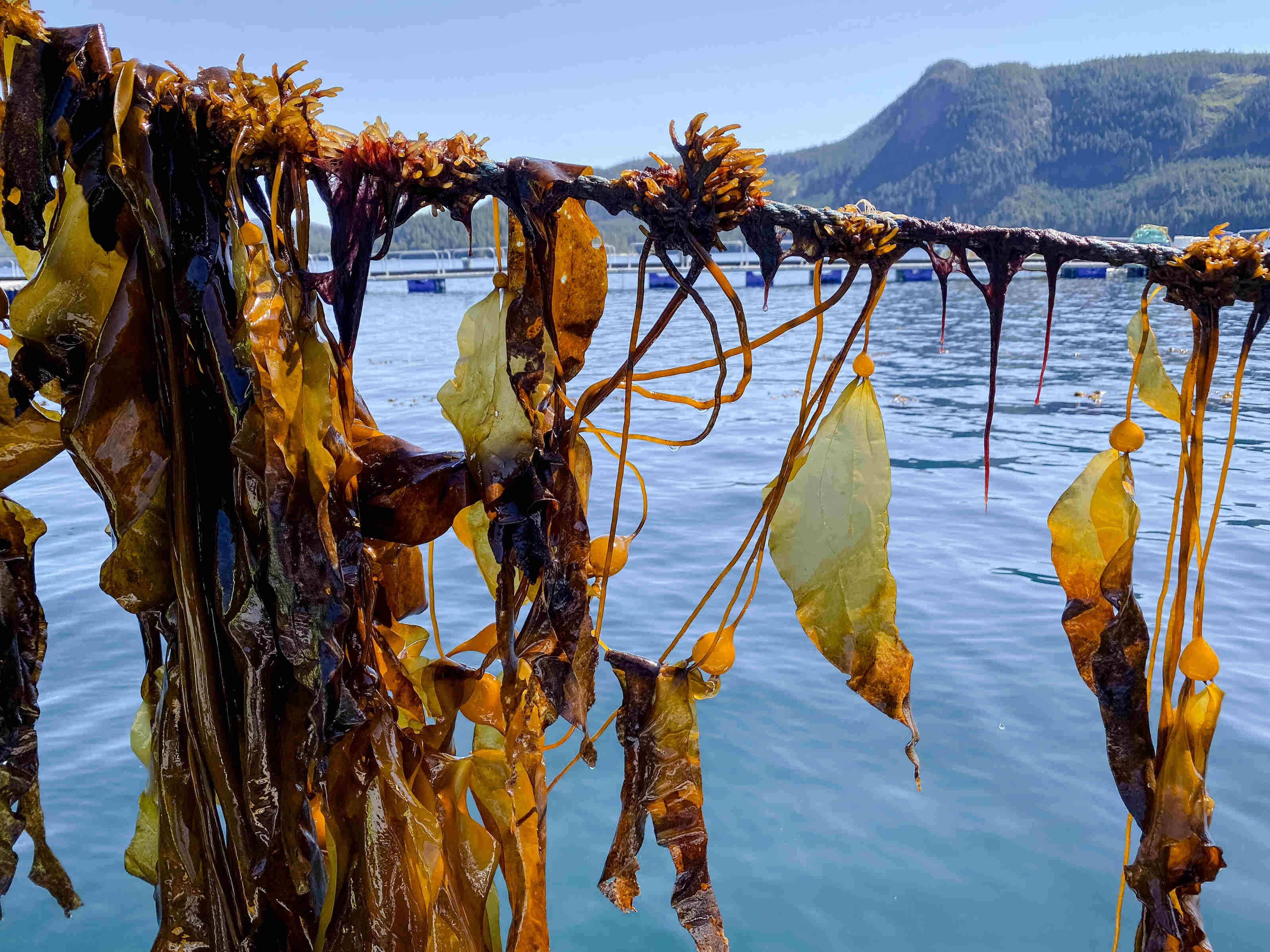 How this British Columbia project is restoring Canada's disappearing kelp forests