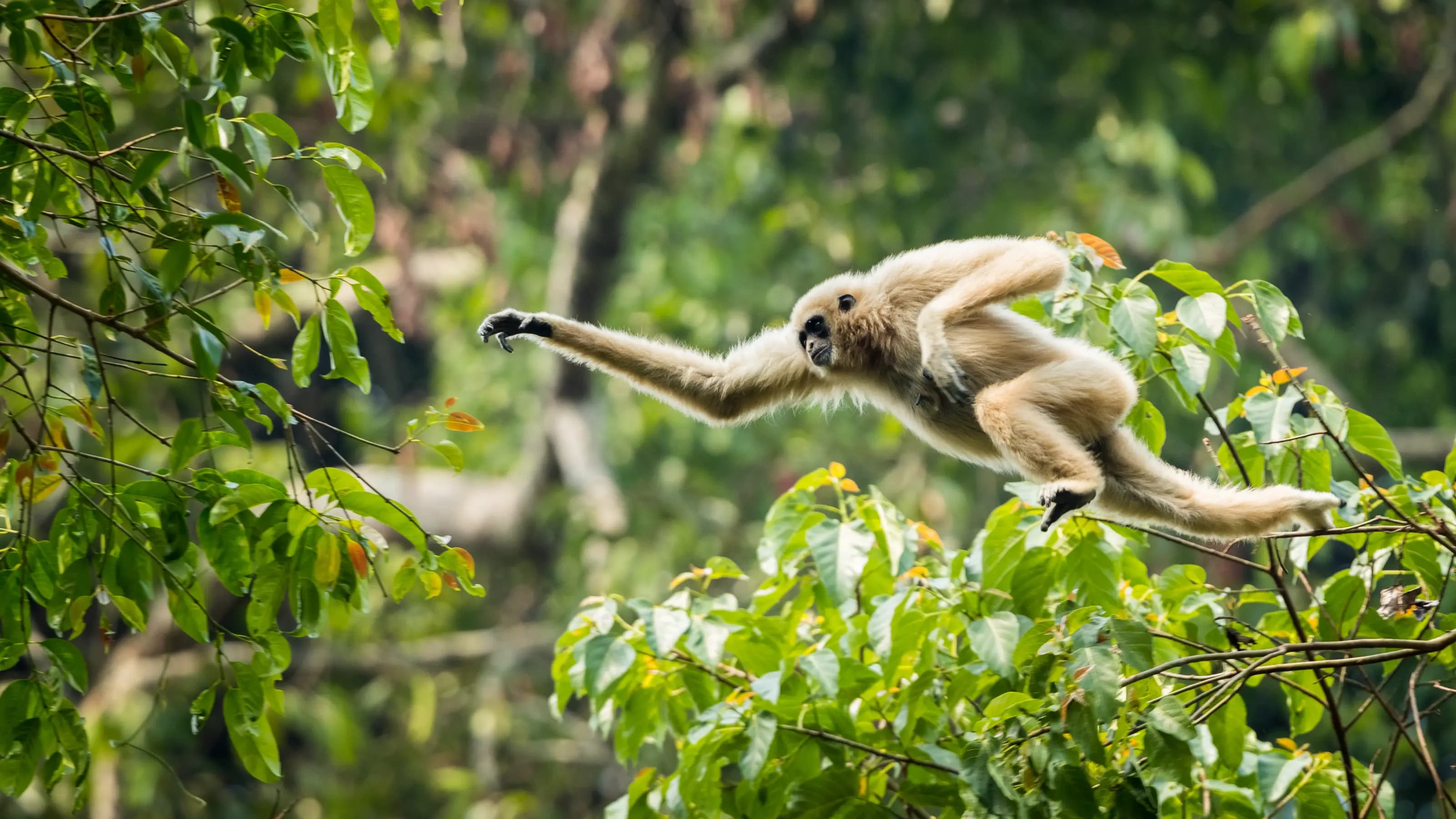 Thailand’s animals and where to find them