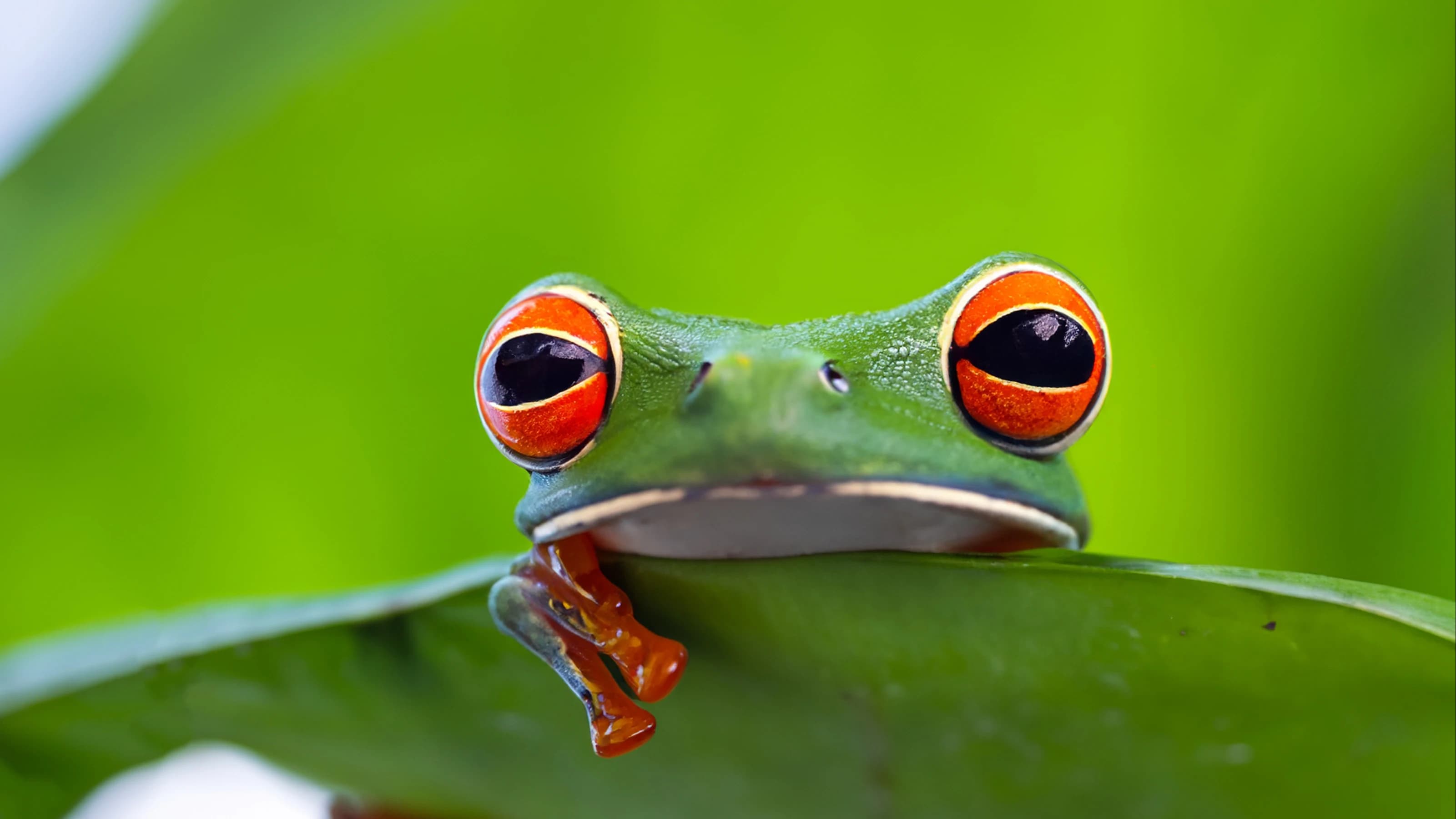 9 unique animals in Colombia to spot