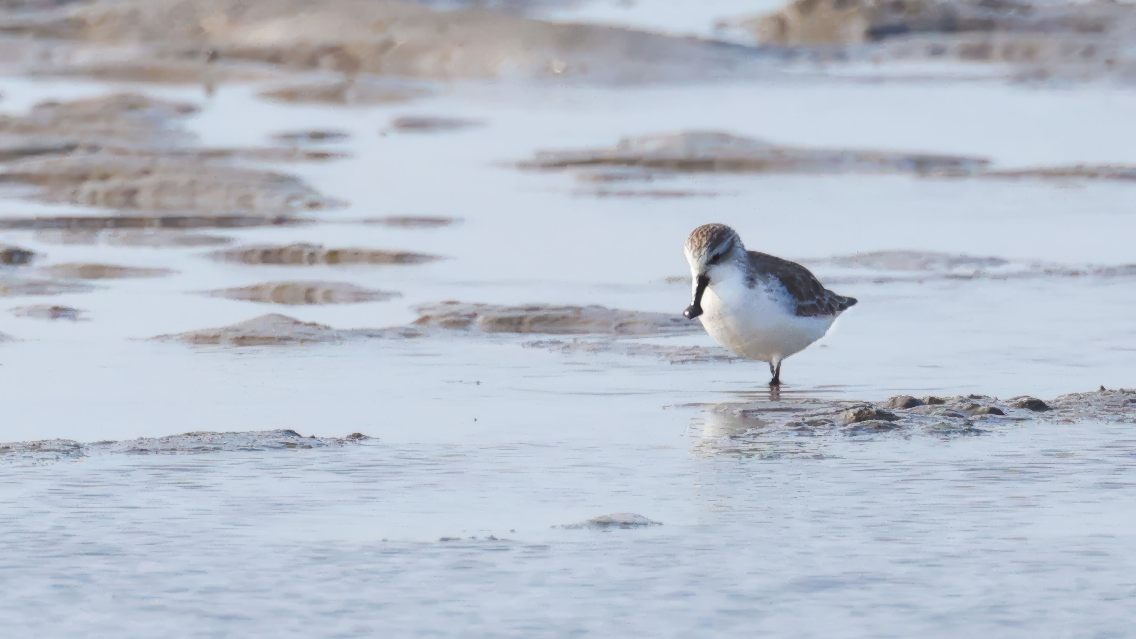 Meet the signature expert leading shorebird conservation efforts in China's Yellow Sea