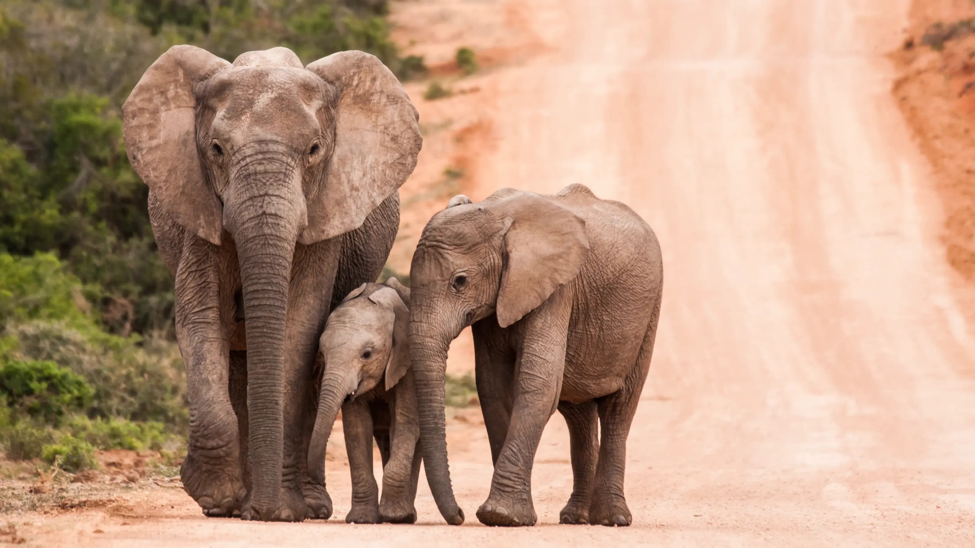 14 South Africa national parks for wilderness and wildlife