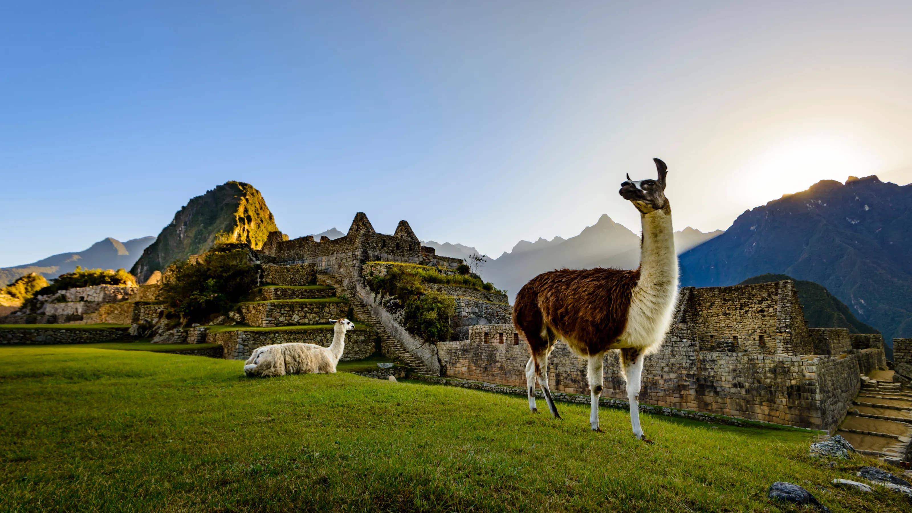 Alpaca to vicuña: your guide to Peru's animals