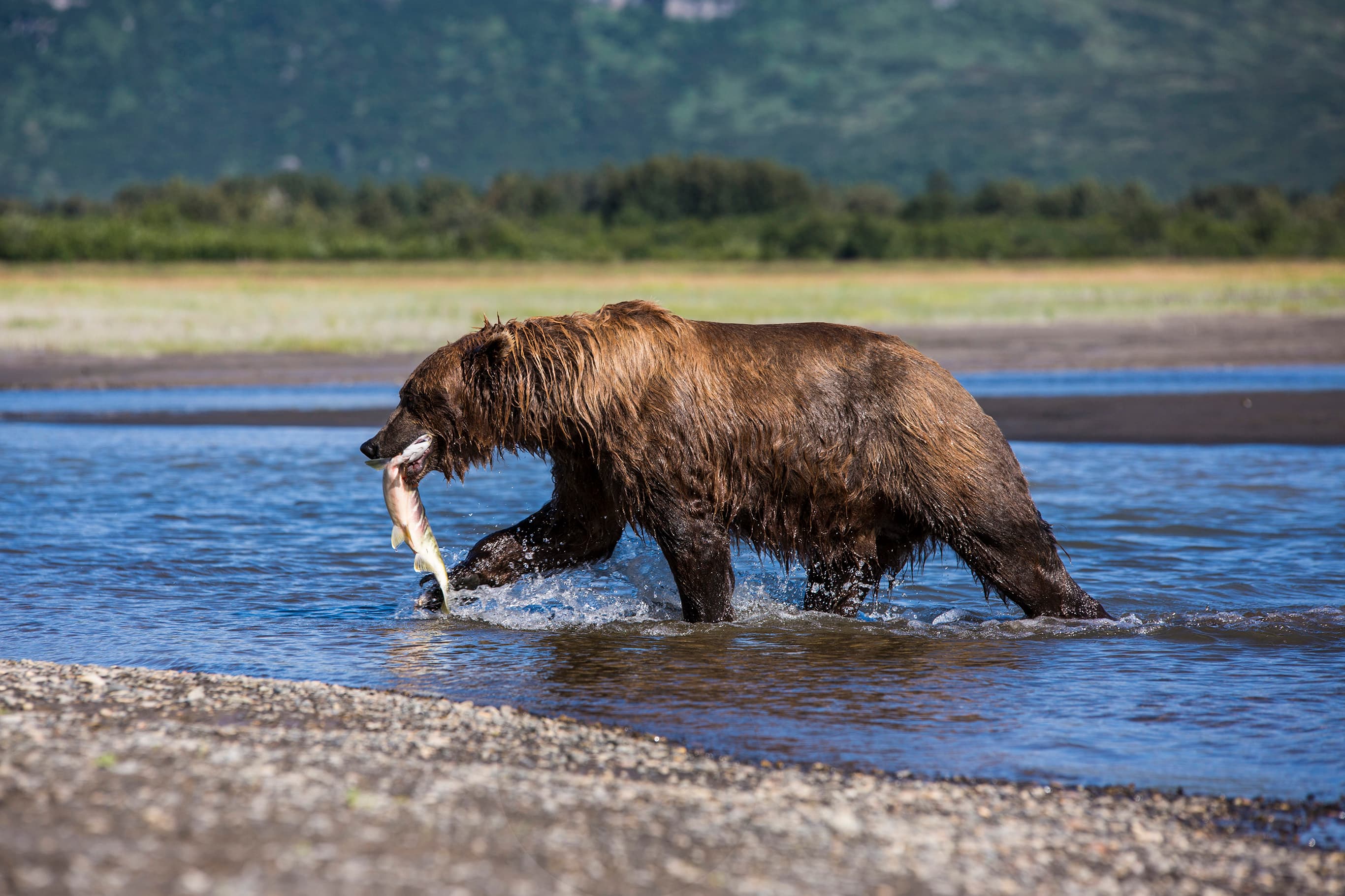 5 fascinating facts about grizzly bears