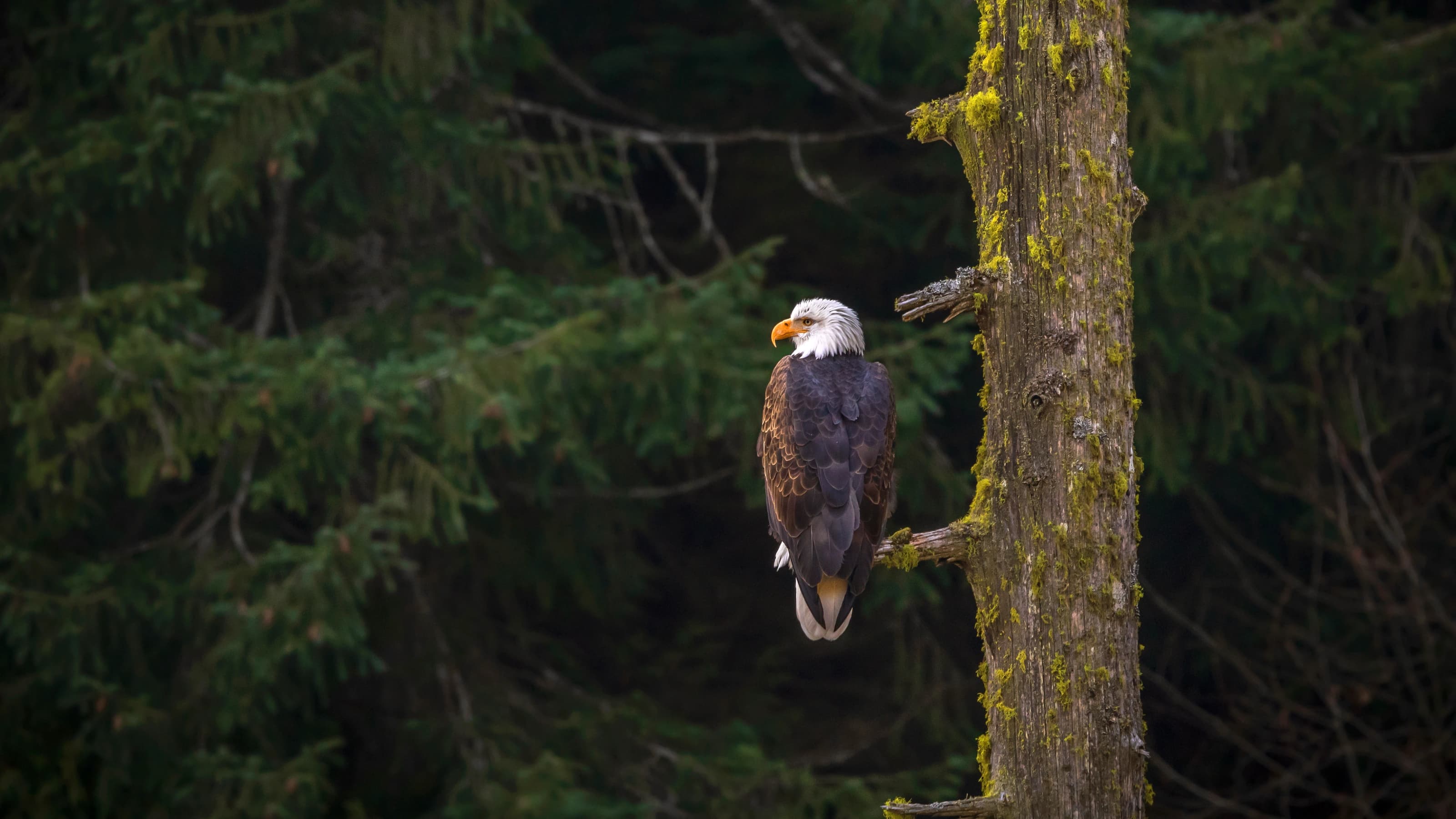 The most paw-some animals of North America