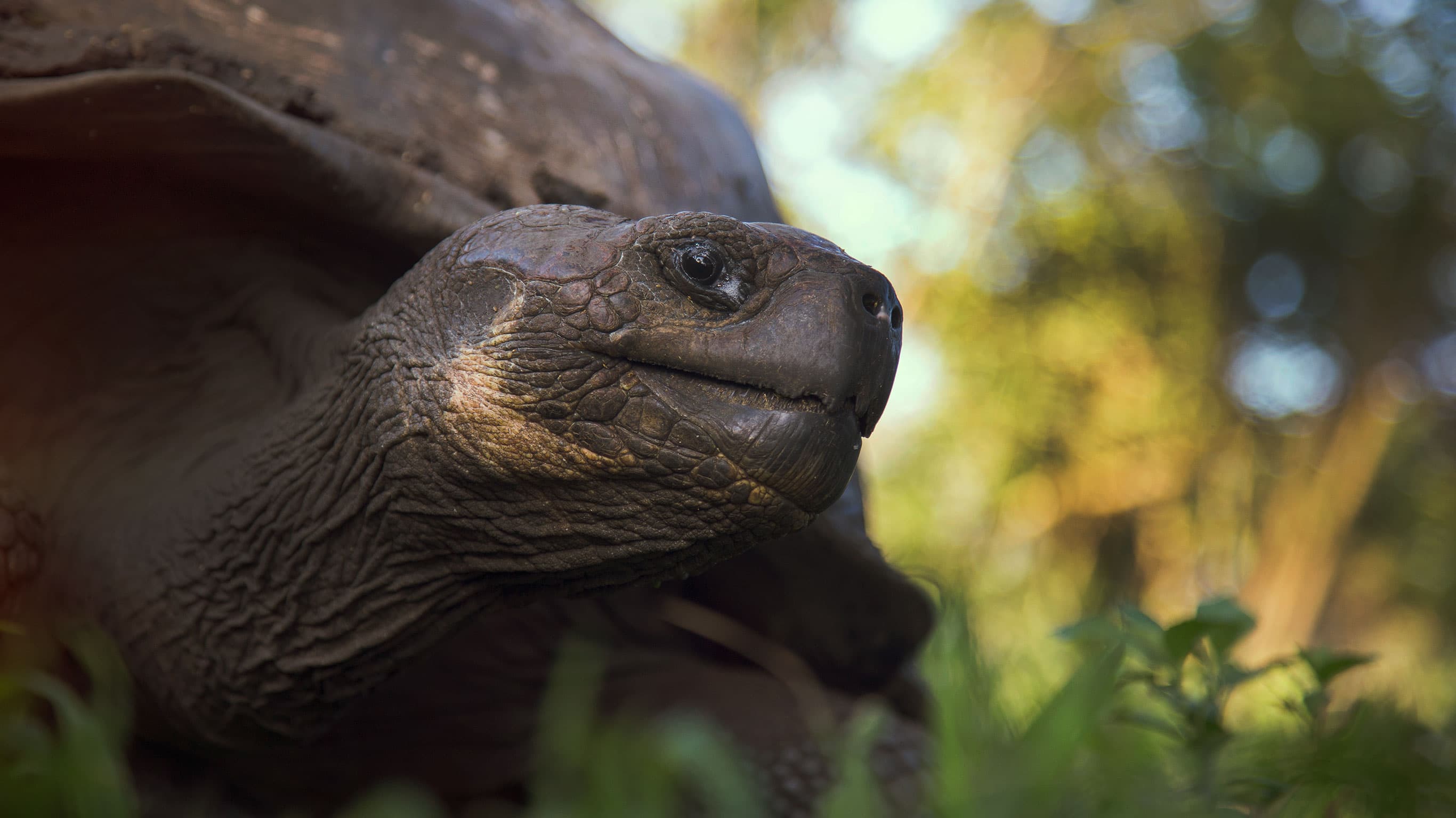 Top 5 animals to see in the Galápagos Islands