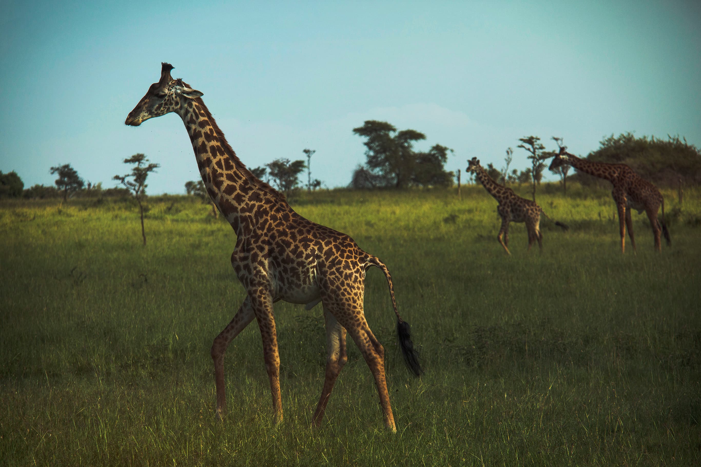 Where to see some of the world's great animal migrations