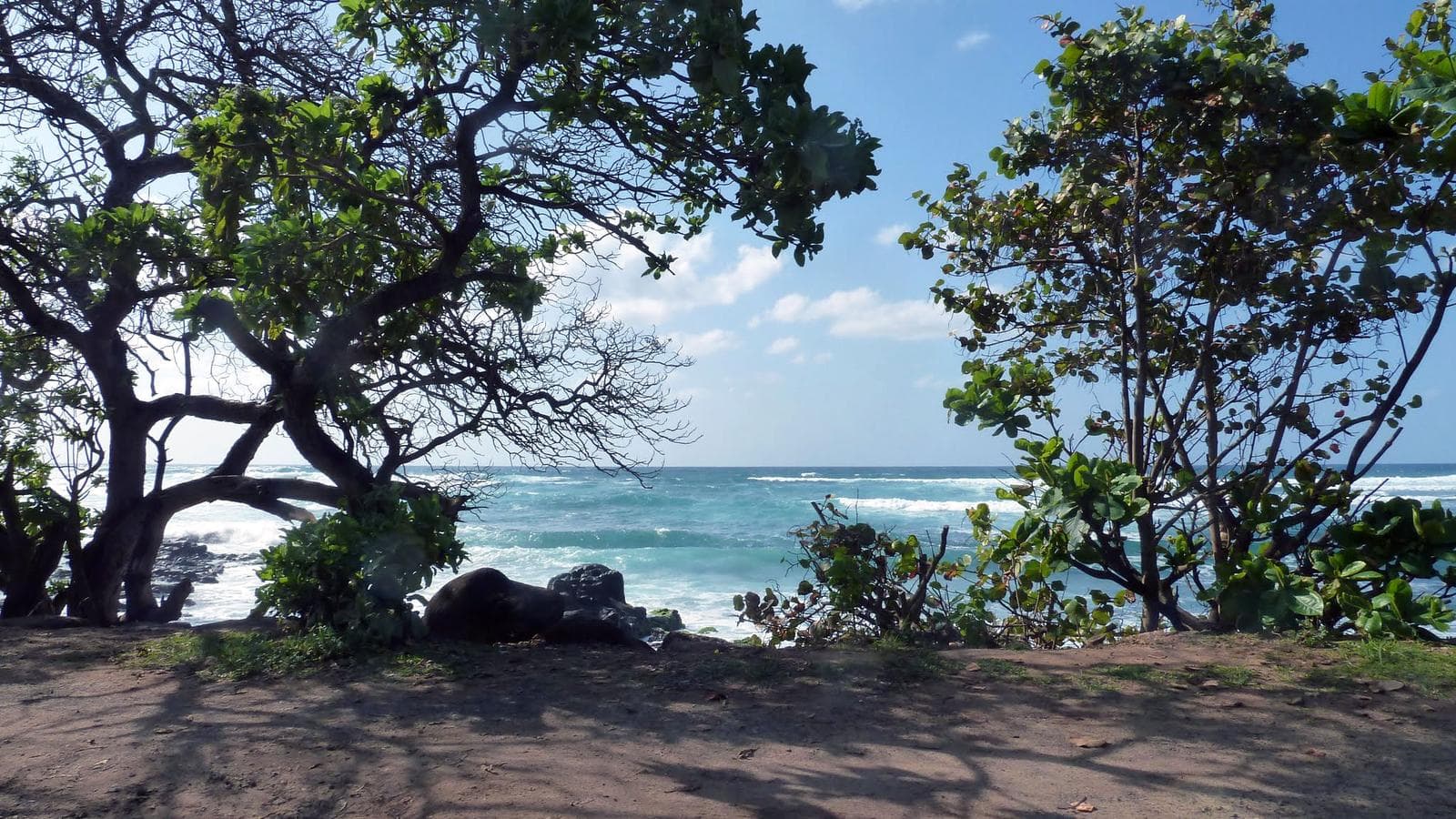 Banner image of Hawaiian Adventure: Beachin' & Boardin'