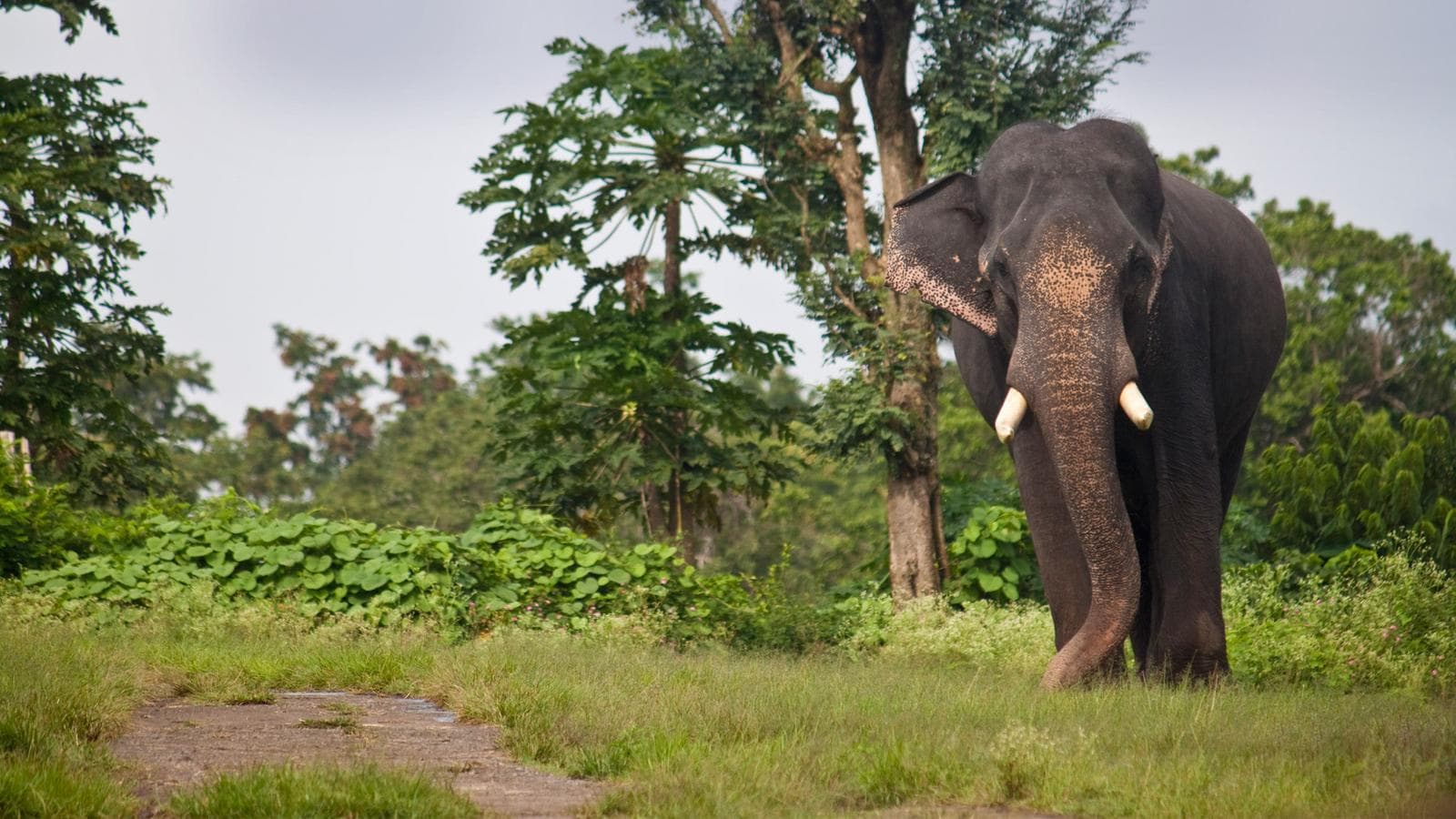 Banner image of Tigers, Temples & Wildlife Adventure