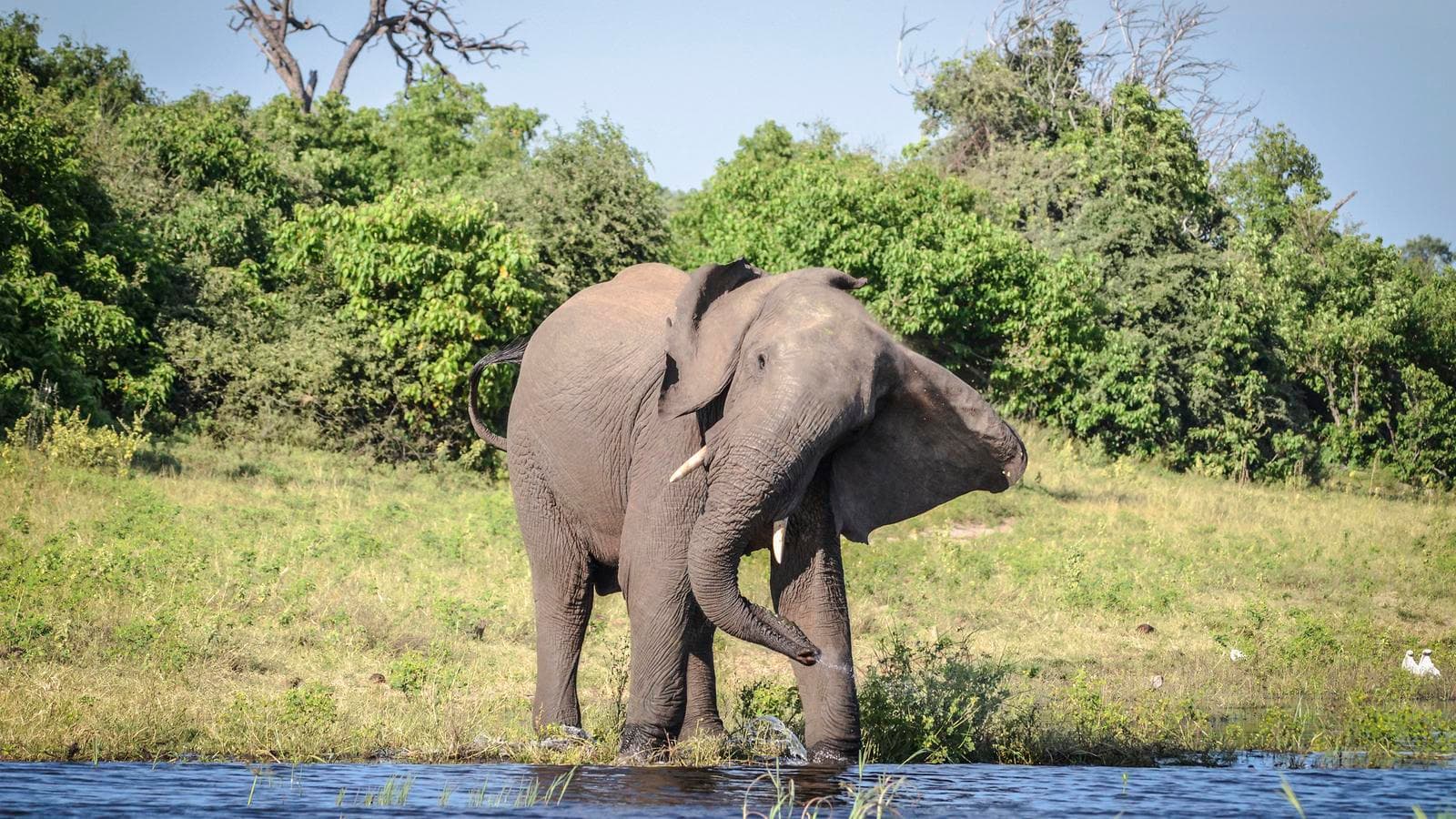 Banner image of Zimbabwe and Botswana: Chobe, Hwange & the Wildlife of Victoria Falls