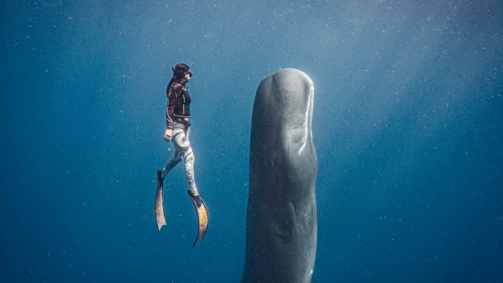 Banner image of Dominica: Whales, Waterfalls & the Wild Caribbean
