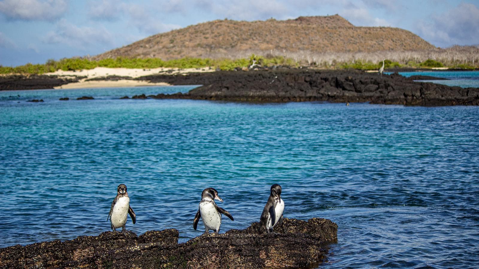 Banner image of Galápagos – Central and East Islands aboard the Reina Silvia Voyager