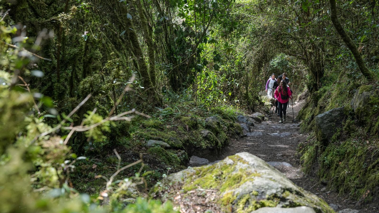 Banner image of Peru: Inca Trail & the Amazon