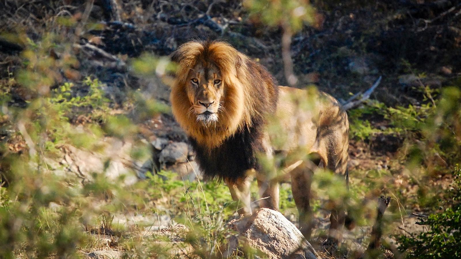 Banner image of Cape Town, Kruger & Zimbabwe