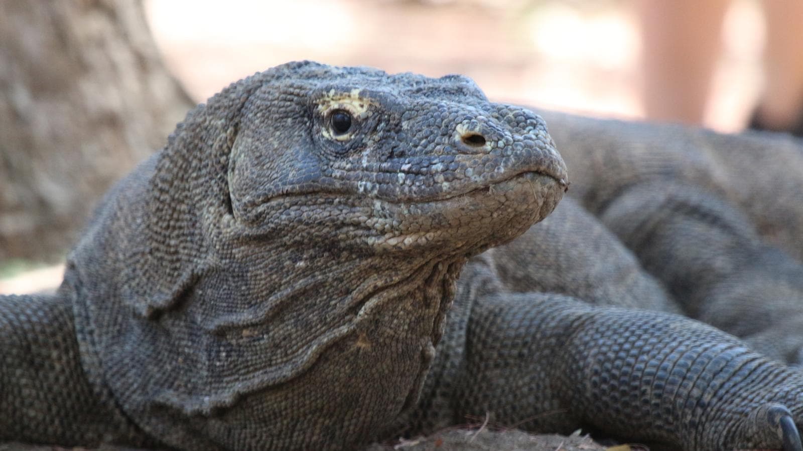 Banner image of Bali and Komodo: Dragons, Rice Terraces & Cultural Ceremonies